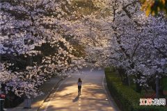 星扒客今春必火流行色 樱花粉值得拥有姓名