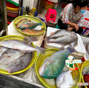 6种海鱼 海鱼的种类图片